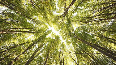 European Parliament Adopted REDIII: Voting to Maintain the Status of Forest Biomass as Renewable Energy