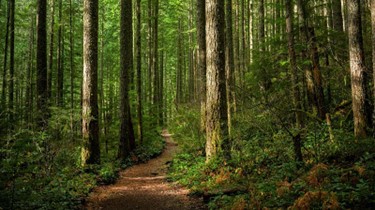  [解説] バイオマス炭素サイクルの気候中立性：森林バイオマスの「炭素負債」論争を理解する
