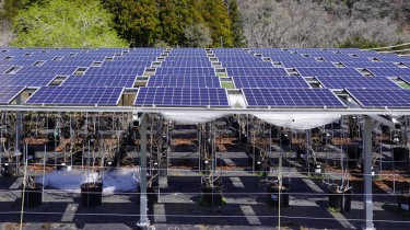 「さがみこファーム」 ブルーベリーを栽培、観光農園で地域交流（ソーラーシェアリング最前線 1)